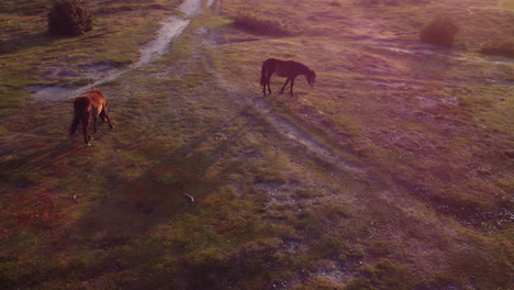 Rising-drone-shot-of-New-Forest-Ponies-in-the-UK-at-sunset