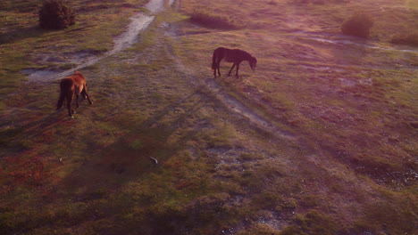 rising drone shot of new forest ponies in the uk at sunset