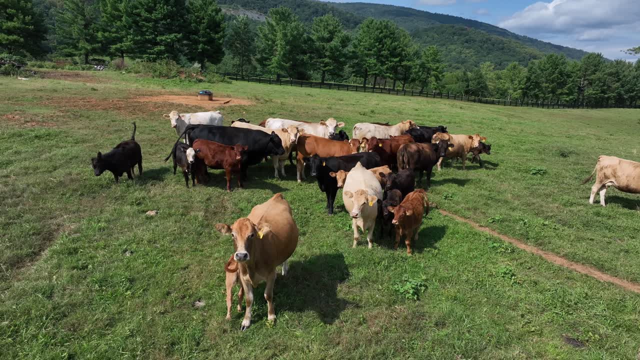 Manada de vacas de diferentes colores pastando en un prado de la campiña estadounidense. Día soleado de verano en la apacible naturaleza de EE. UU. Vista aérea