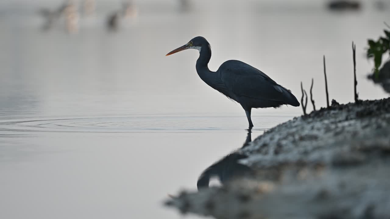 garza de arrecife occidental cazando peces en los remansos poco profundos de la tierra pantanosa