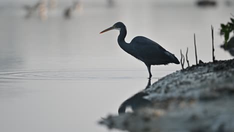 western reef heron hunting fish in the shallow backwaters of the marsh land