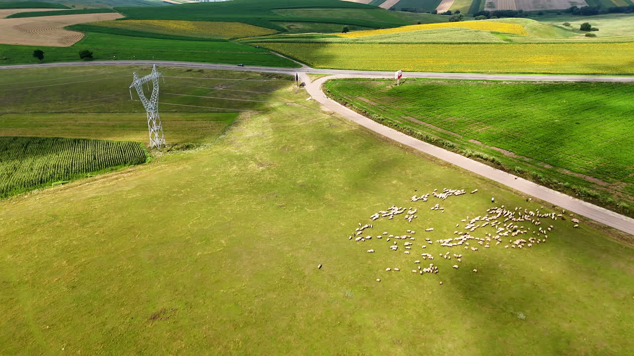 Pastoral field with sheep herd near road and power lines. Drone shot of sheep grazing on a green plain near asphalt road and power transmission tower in Romania