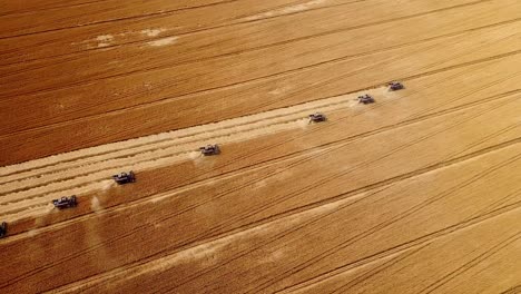 Combine Harvesters Harvesting Wheat Field