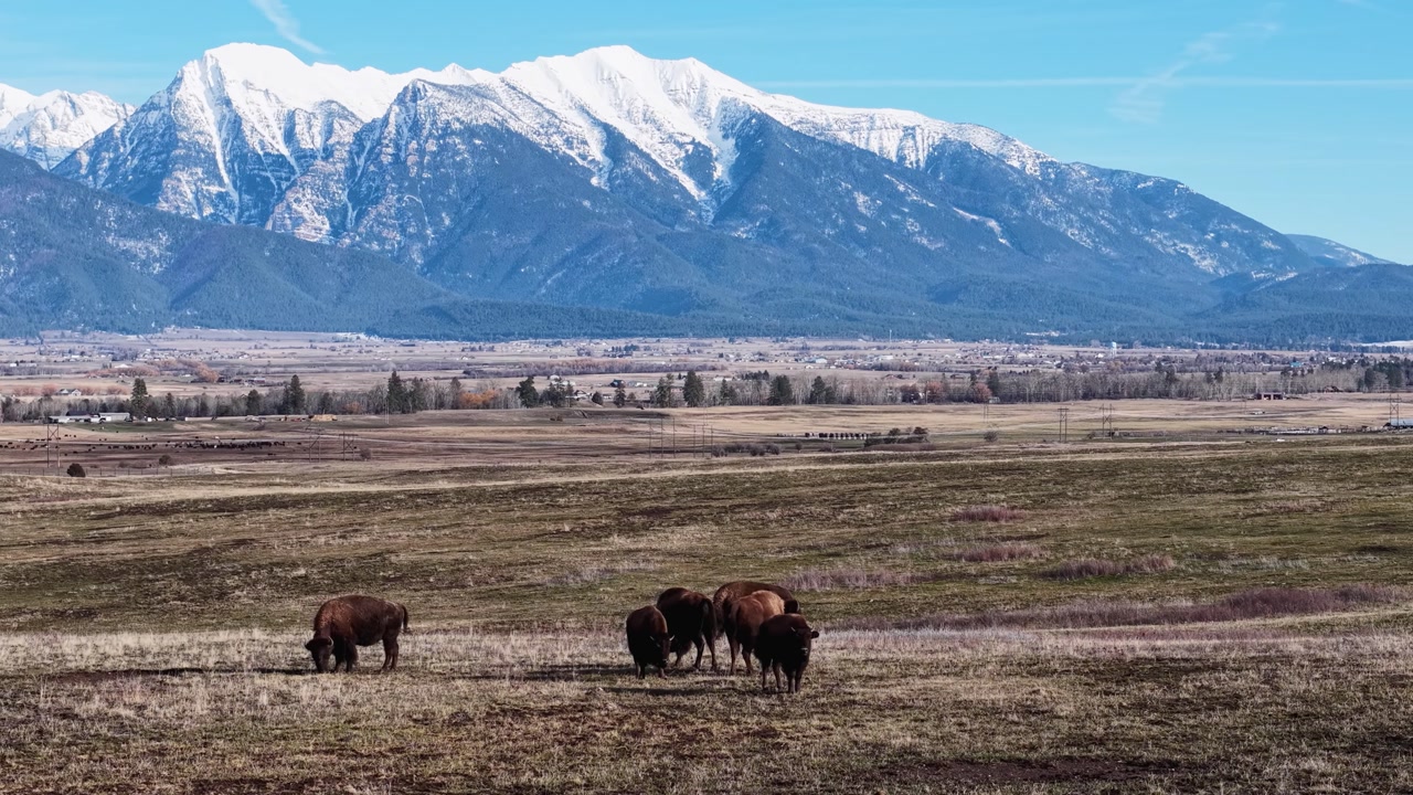 Drone shot of grazing deer on a wide open prairie with snow-capped mountains and blue sky in Montana