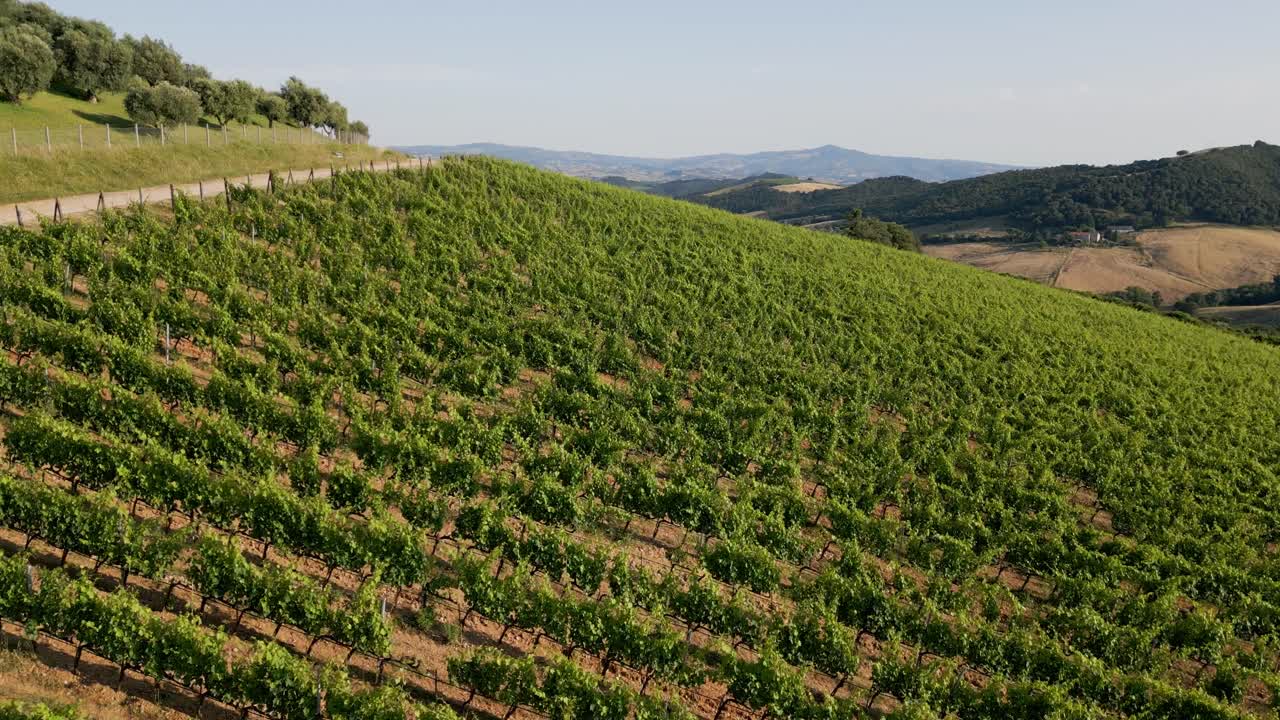 Ripresa drone panoramica che rivela la Toscana, partendo da un vigneto