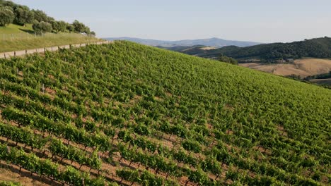 Aufschlussreiche-Panorama-Drohnenaufnahme-Der-Toskana,-Ausgehend-Von-Einem-Weinberg