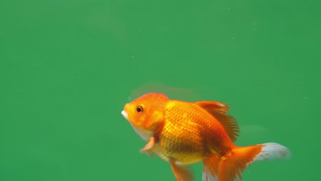 gold fish on green screen background