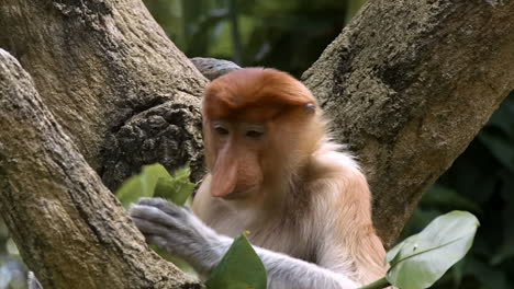 Juvenile-proboscis-monkey-eating-leaves