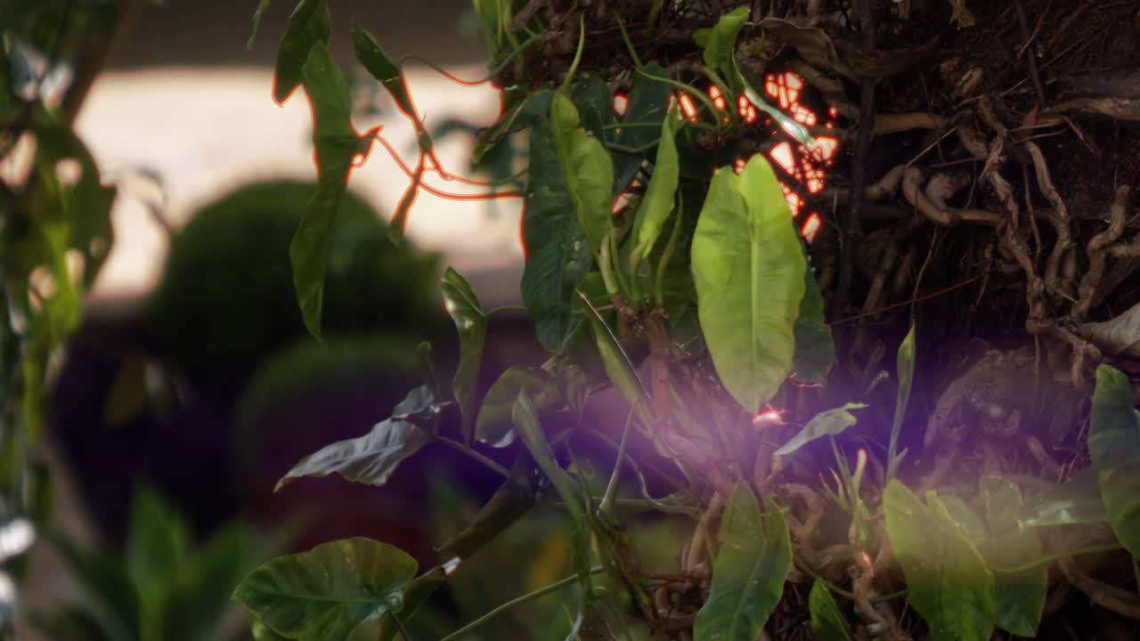 Close-up of Lush Green Tropical Plant with Vibrant Leaves