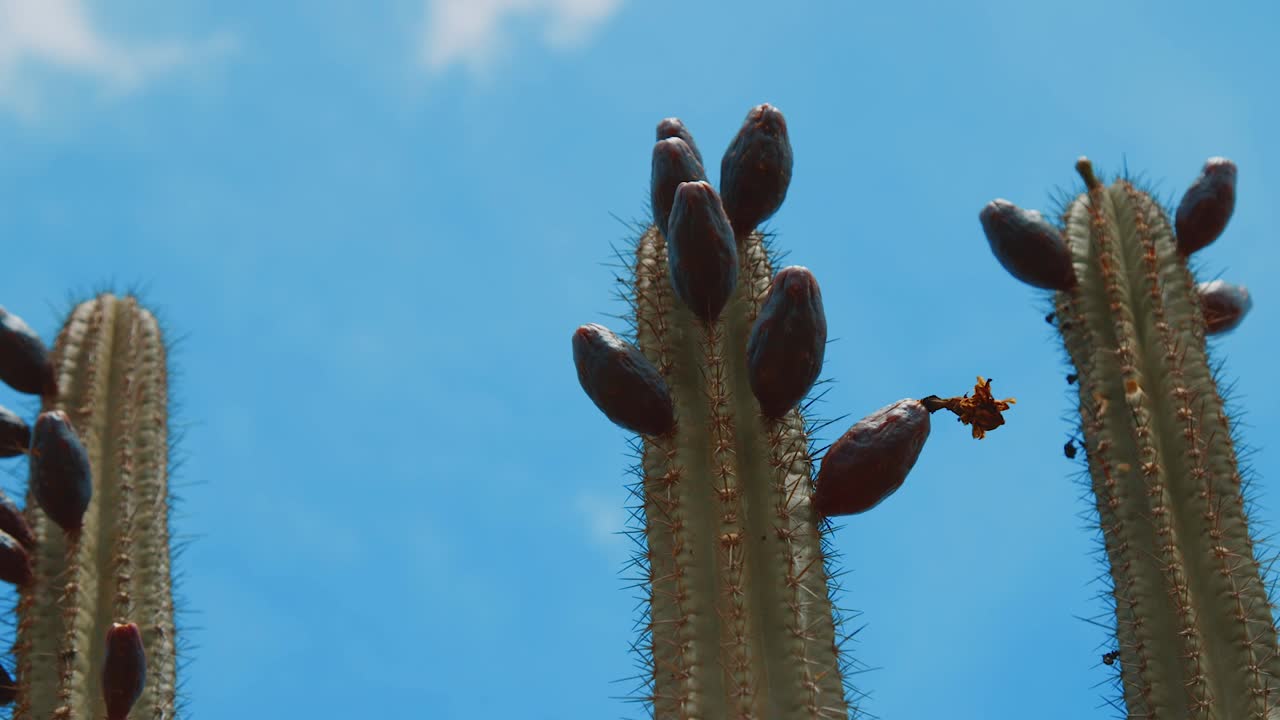 cerca de frutas tampana en kadushi o cactus de vela en curacao, caribe