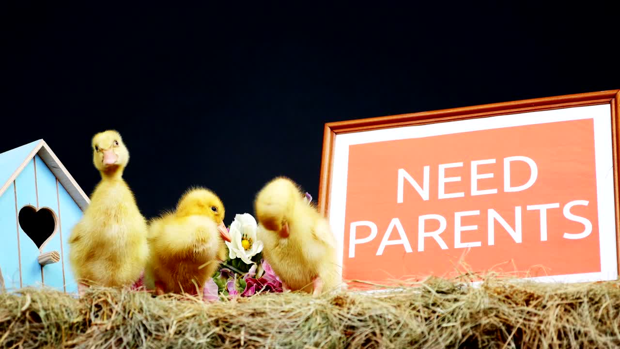 에 작은 오리 새끼들이 고 있습니다. 배경에는 소나무 어리, 색의 작은 새집, 글씨가 새겨진 접시, 부모가 필요합니다.