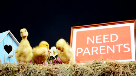 primer plano, en la paja, en el heno pequeños patitos están caminando. en el fondo un pajar, pequeñas casas de pájaros de colores. un plato con una inscripción, necesitan padres