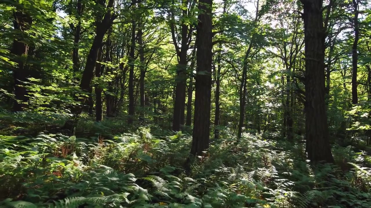 Luz Solar Filtrada Iluminando uma Floresta Verde Exuberante com Samambaias