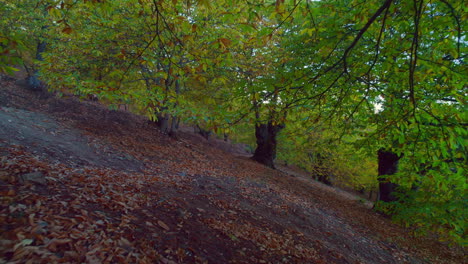 avanzando entre los árboles en un área de madera