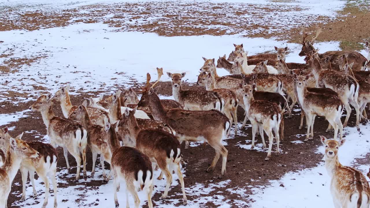 Aerial view of wild deer herd walking through snow field in serene landscape