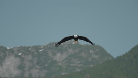 eagle catching fish in the ocean in canada