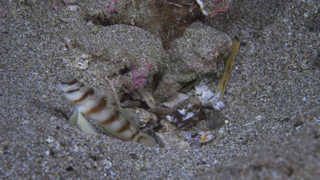 Ghiozzo gamberetto diagonale (Amblyeleotris diagonalis) con primo piano del gambero Alpheid che pulisce la tana. Filmato ad Anilao, Filippine