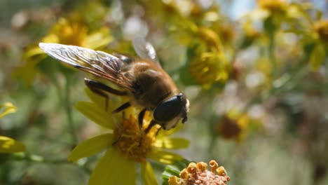 Close-up of a Bee on a Yellow Flower