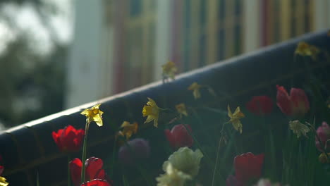 Una-Brisa-De-Viento-Que-Sopla-A-Través-De-Un-Campo-De-Flores-De-Tulipanes-Y-Narcisos-Y-Un-Templo-Budista-Tailandés-Escondido-En-El-Fondo