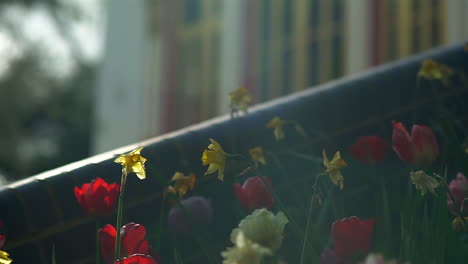 a breeze of wind blowing through a tulip and daffodil flower field and a hidden thai buddhist temple in the background