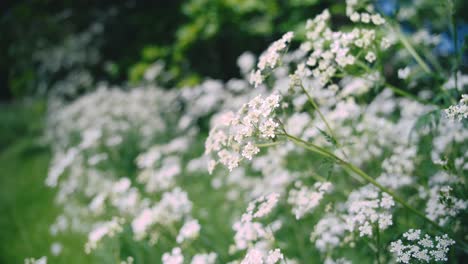 wild white flowers of jutland - poison hemlock or queen anne's lace in dreamy bokeh focus