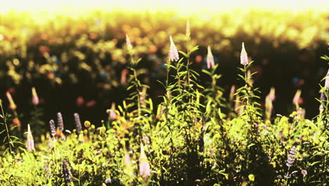 flores silvestres vibrantes floreciendo bajo la cálida luz dorada del sol