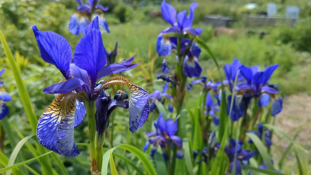 Striking blue flower Siberian iris, Iris sibirica growing in garden, close up