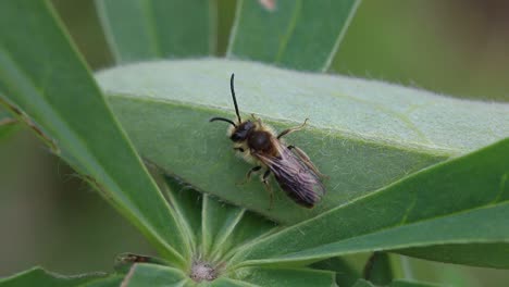 Bee-perched-on-Lupin-leaf.-Spring.-UK