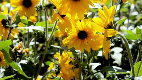 sunflowers swaying in the summer breeze