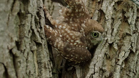 young owl in a tree