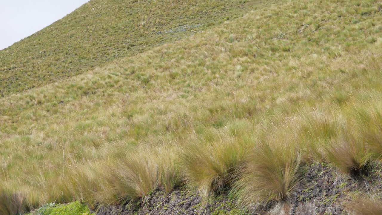 paja en las tierras altas de sudamerica
