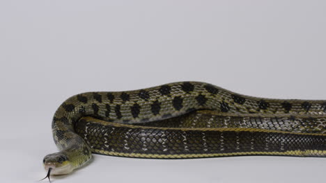 beauty snake looking towards camera - isolated on white background