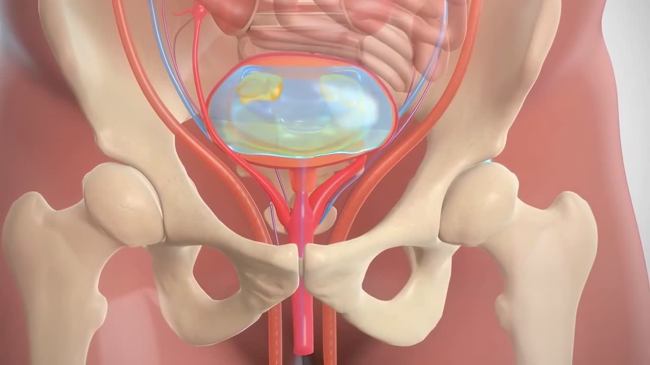 Illustrazione video medica 3D del bacino umano, angolazione frontale, che evidenzia organi e ossa