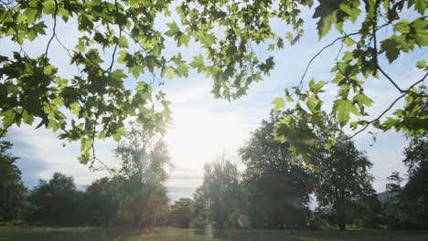 Shot-at-sunset-behind-leaves-moving-in-the-wind