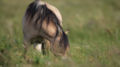 Caballo-Salvaje-Pastando-En-Exuberantes-Dunas-Wassenaar,-Slomo-De-ángulo-Bajo-Frontal