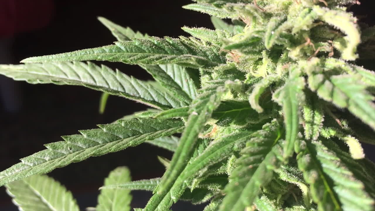 Close view of green flowered marijuana plant and leafs hit by sunlight with visible pistills in slow motion