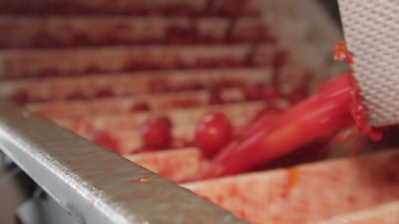 Tomatoes Processing in a Food Factory