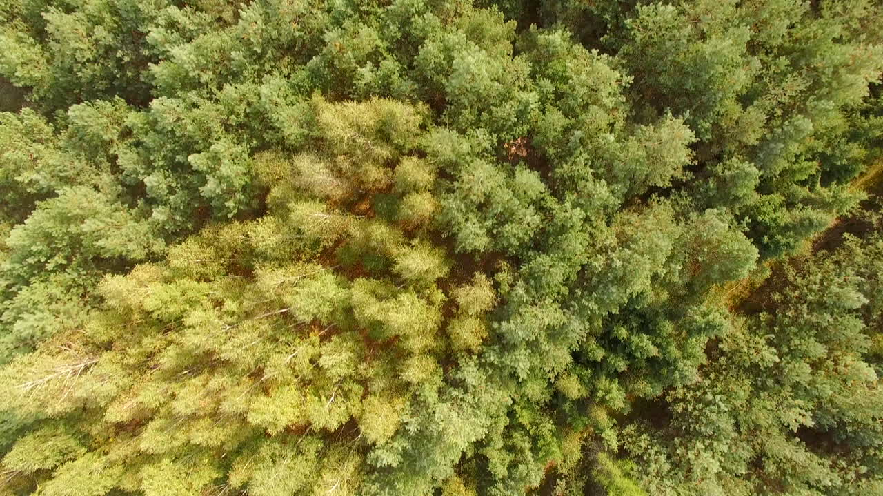 Aerial View of a Forest