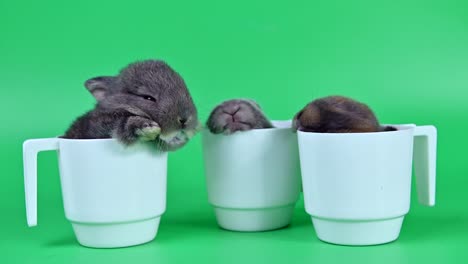 conejo en el fondo de la pantalla verde. animal espiritual y mascota inteligente para la pascua
