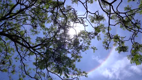 Halo-in-the-sky-with-tree