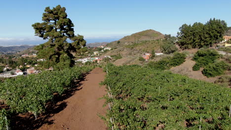 aerial shot of vineyards passing near a large tree, vineyards located on the island of gran canaria