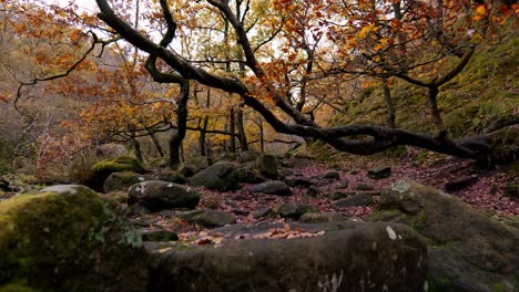 Tranquil-autumn-and-winter-woods,-a-gentle-stream-by-the-riverbank,-golden-oak-trees-shedding-bronze-leaves