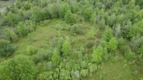 arbustos, estados unidos, naturaleza relajante, ohio, volando bajo sobre árboles jóvenes