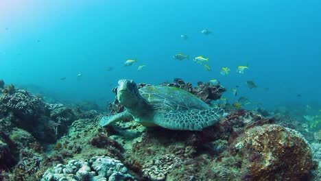 Eine-Schläfrige-Grüne-Meeresschildkröte,-Die-Auf-Einem-Tropischen-Riff-Ruht