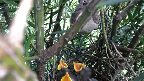 Hungrige-Jungtiere-Einer-Spottdrossel-Mit-Kreidebrauen-Auf-Dem-Nest-öffnen-Den-Mund-Für-Nahrung---Nahaufnahme,-Hoher-Winkel