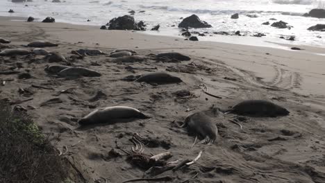 gimbal close-up panning shot of sleeping elephant seals on the beach at piedras blancas, california. 4k