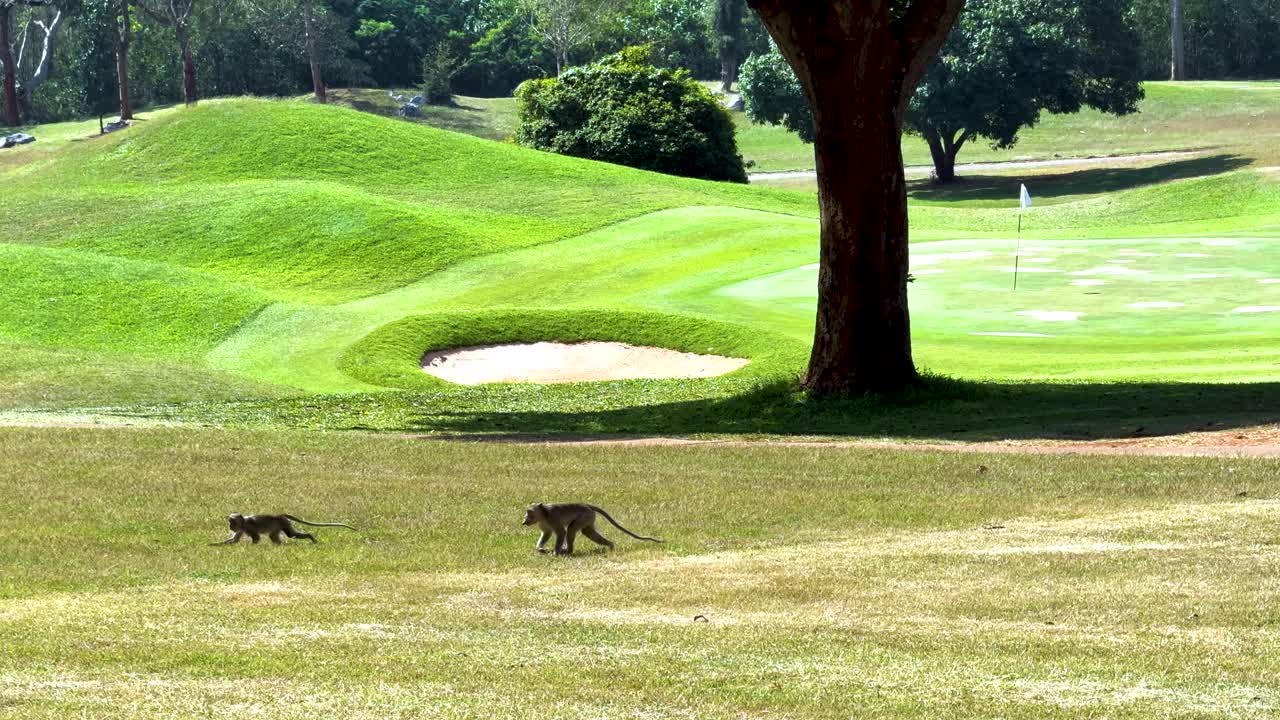 골프장 에 있는 원이 들