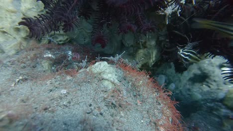 red-and-white-Durban-dancing-shrimp-under-a-coral