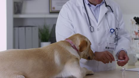 vet giving dog a shot