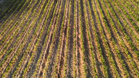 Aerial-view-over-vineyard-rows,-in-the-hills-of-Tuscany,-in-the-italian-countryside,-at-sunset